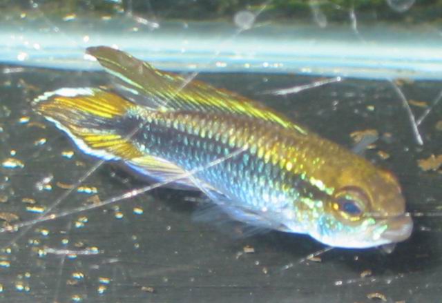 Apistogramma agassizi (male)