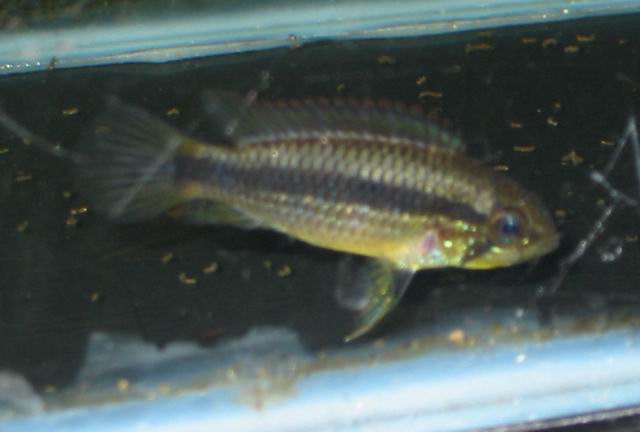 Apistogramma agassizi (female)