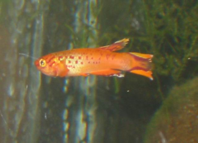 Aphyosemion australe (gold) 2003 male