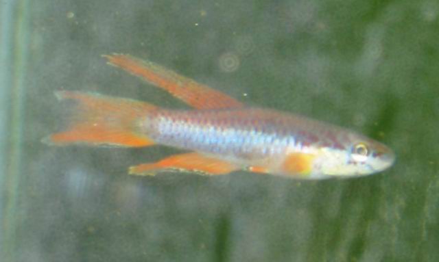 Aphyosemion bitaeniatum