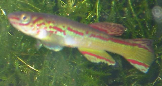Fundulopanchax amieti male
