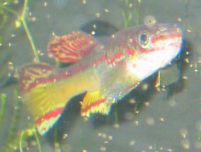 Fundulopanchax amieti male
