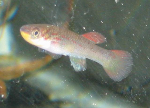 Fundulopanchax gardneri female
