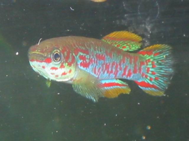 Fundulopanchax gardneri male