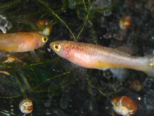 Fundulopanchax nigerianus gold 2003 female