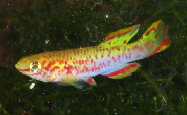 Fundulopanchax nigerianus gold 2003 male