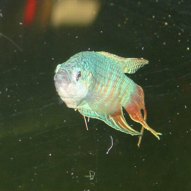 Macropodus opercularis male