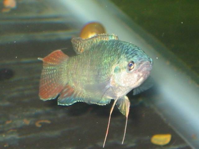 Macropodus opercularis female