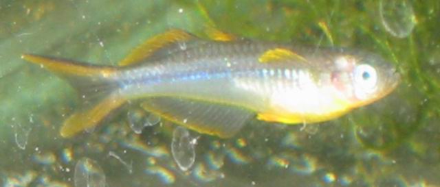 Pseudomugil furcatus male